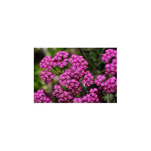 Pink Achillea Yarrow Flower Seeds [neera-v5-f6729a187e28298d1f82]