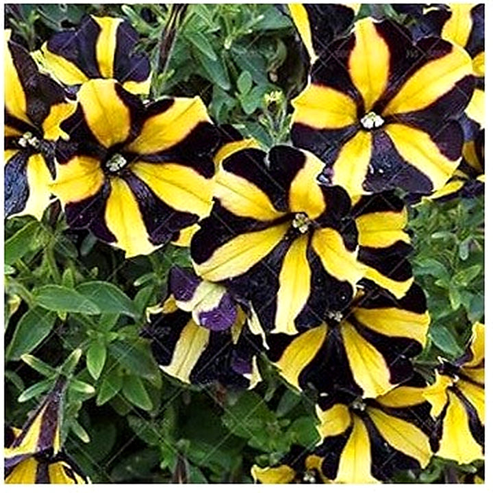 Chocolate Petunia Flower Seeds for Planting [neera-v5-f697526855bd35bf8c03]