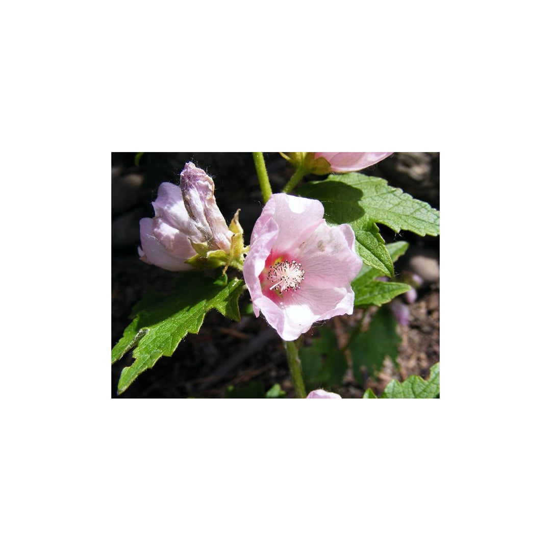 Mallow Iliamna Remota Kankakee Flower For Planting Rare Native Wildflower For Pollinator [neera-v5-f6a500bad2146a48b1b7]