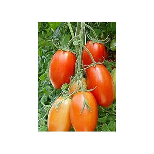 Heirloom Red Tomato Seeds for Planting [neera-v5-f6adfe8ec30519ed343b]