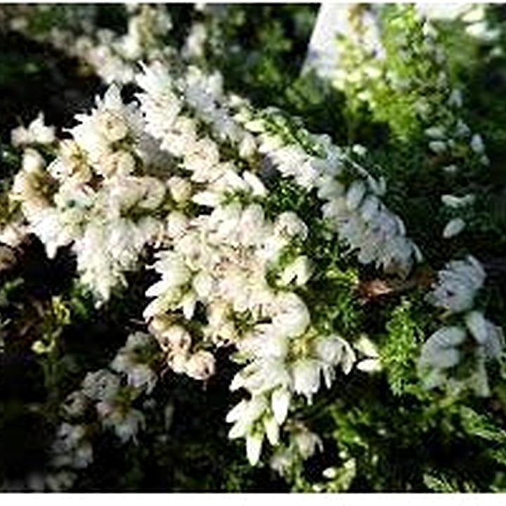 Heirloom Kinlochruel Heather Seeds [neera-v5-f6b46fcd86fff534501e]