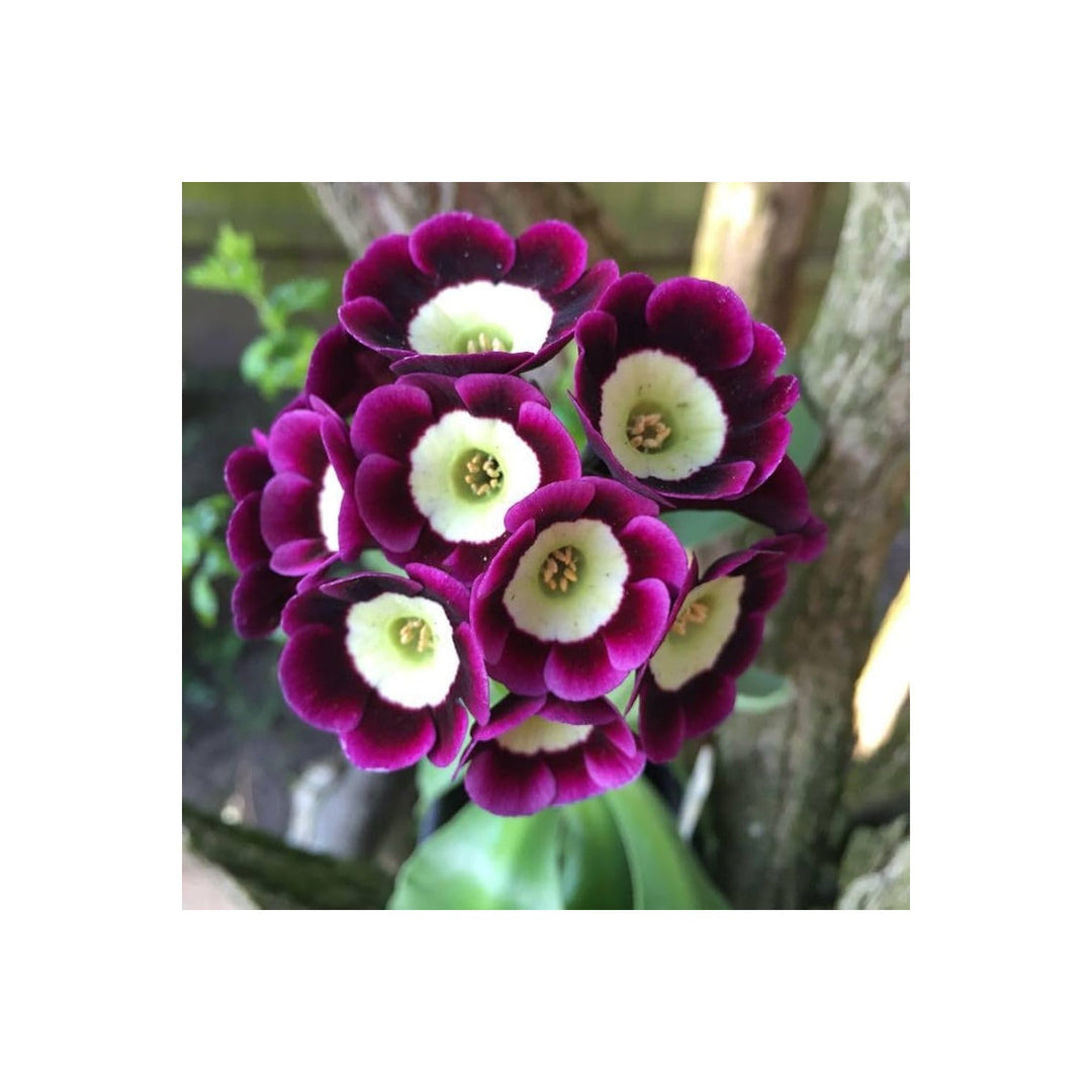 Purple Heirloom Non Gmo Dark Primrose Flower Vibrant Garden Blooms Flower Seeds Home Garden [neera-v5-f6bdf7aa5636b1056ce6]