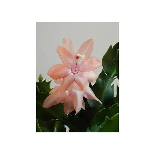 Peach Schlumbergera Flower Planting For Garden Non Gmo Flower Seeds for Home Garden Planting, [neera-v5-f6c2cbb8951078afb69d]