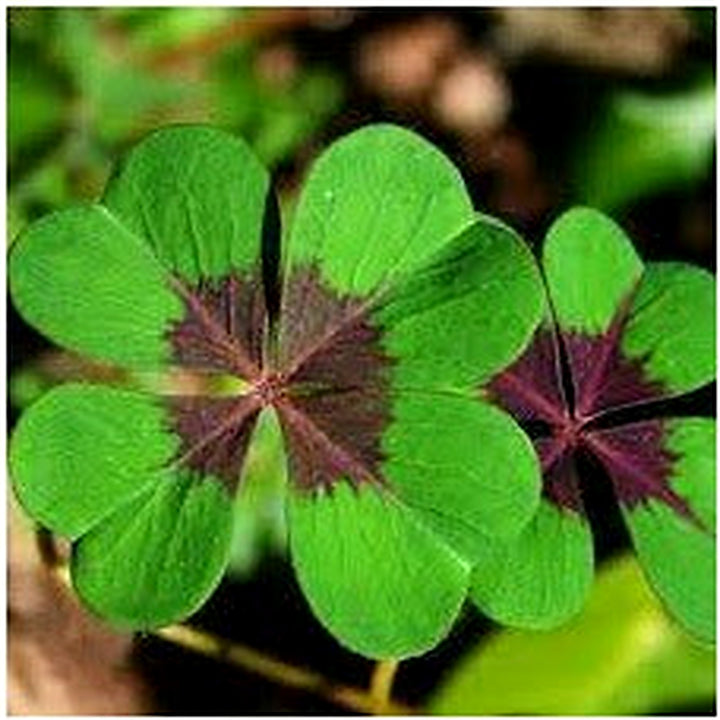 Four Leaf Clover Herb Seeds for Planting [neera-v5-f6c3225ae07622c6bccb]