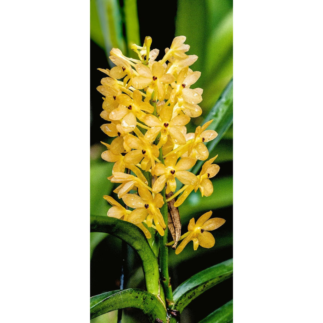 Light Yellow Ascocentrum Flower Seeds for Planting [neera-v5-f6da0239419ec1061b6a]