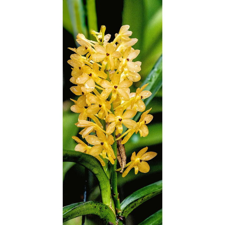 Light Yellow Ascocentrum Flower Seeds for Planting [neera-v5-f6da0239419ec1061b6a]