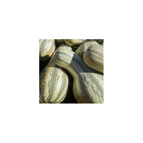 Cushaw Pumpkin Vegetable Seeds for Planting [neera-v5-f6defd96143134cd8e2a]