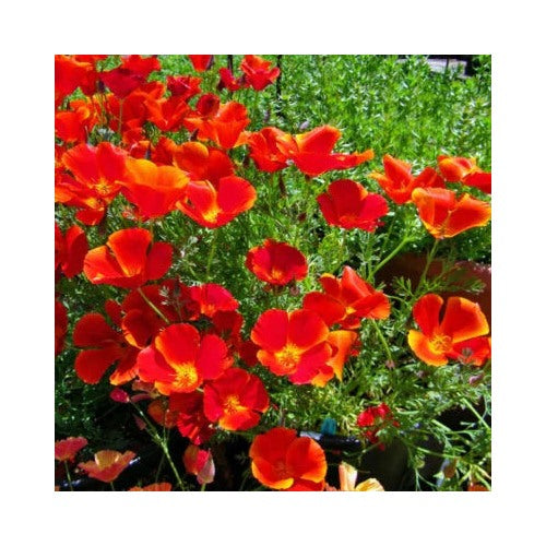 Red Chief Calinia Poppy Planting Heirloom Non Gmo Flower Seeds Home Garden Planting, [neera-v5-f6e9ea820ad017a1d7f3]