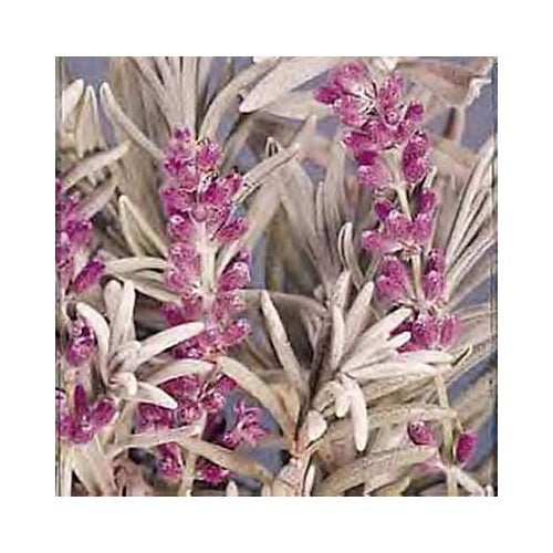 Heirloom Non-GMO English Lavender Lady Herb Seeds for Planting [neera-v5-f6eee15baed478141432]