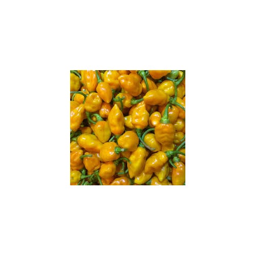 Datil Pepper Vegetable Seeds for Planting [neera-v5-f6f762c6ea0532eb94d5]