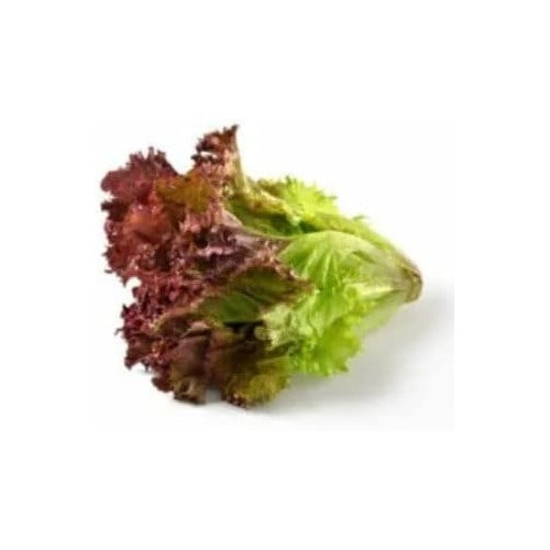 Red Green Lettuce Seeds for Planting [neera-v5-f6f858a62afcedb5fc14]