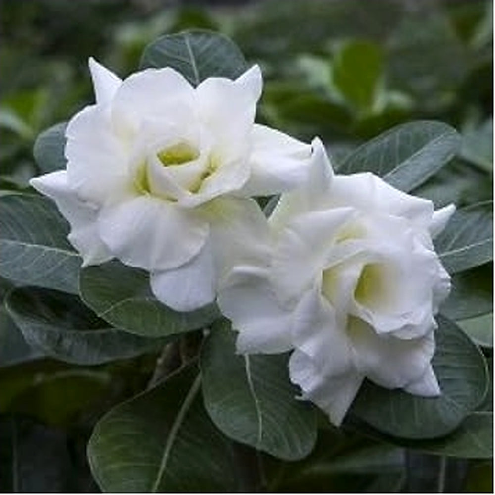 Organic Heirloom White Adenium Obesum Flower Seeds [neera-v5-f6f874ce238961c2ad0b]