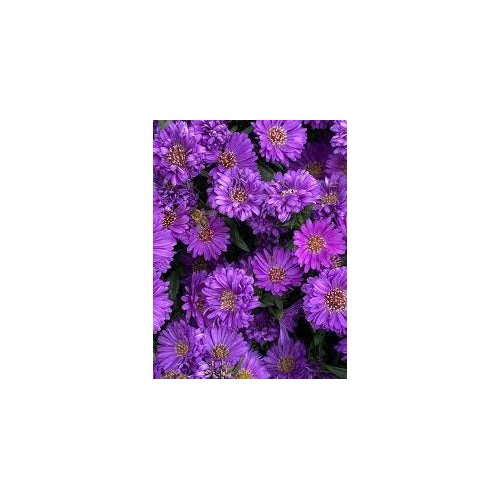 Astrantia Masterwort Purple Seeds [neera-v5-f6fb6e27a2329be848e4]