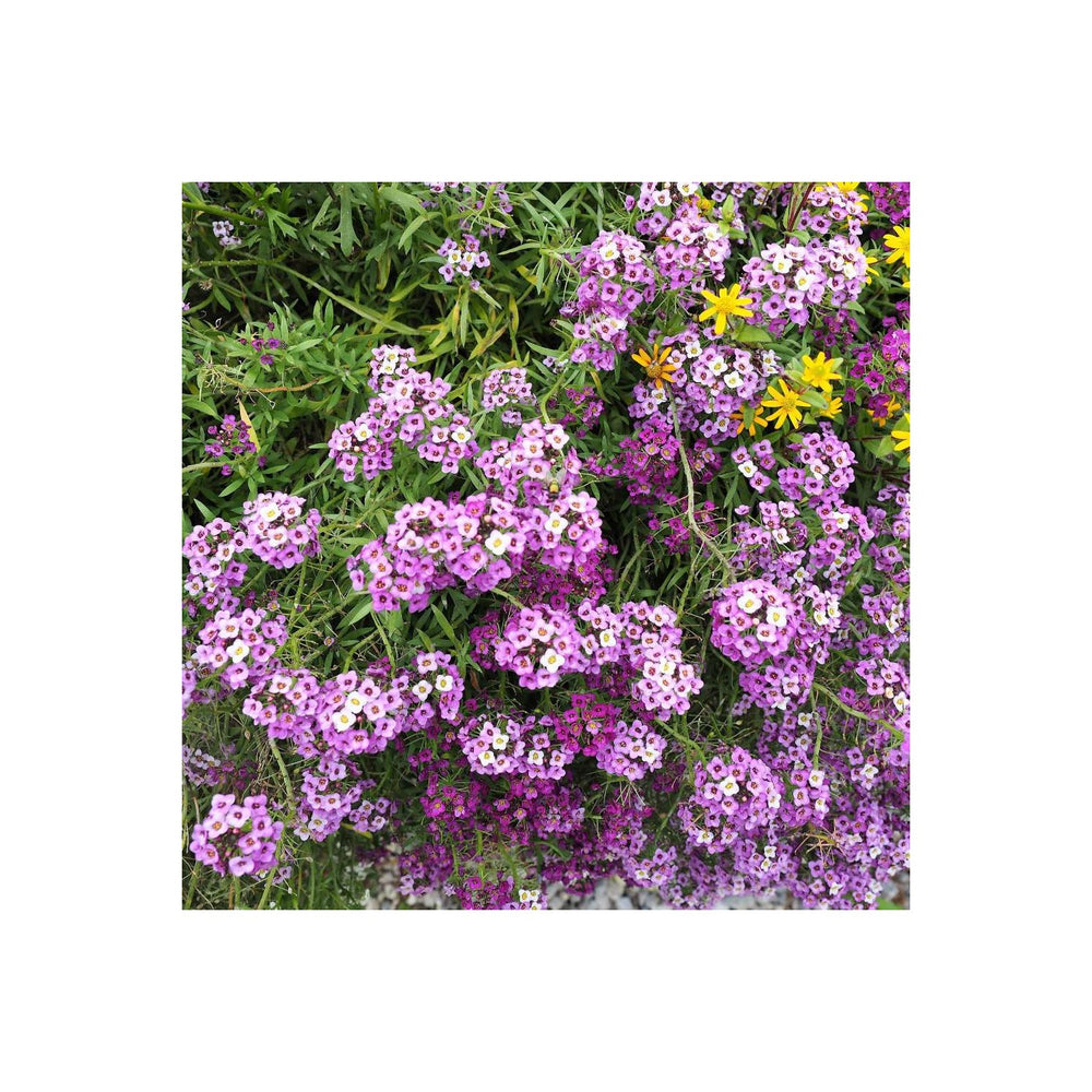 Heirloom Sweet Alyssum Flower For Planting Non Gmo Flower Seeds for Home Garden Planting, Blooming [neera-v5-f7081c2c35f049191803]