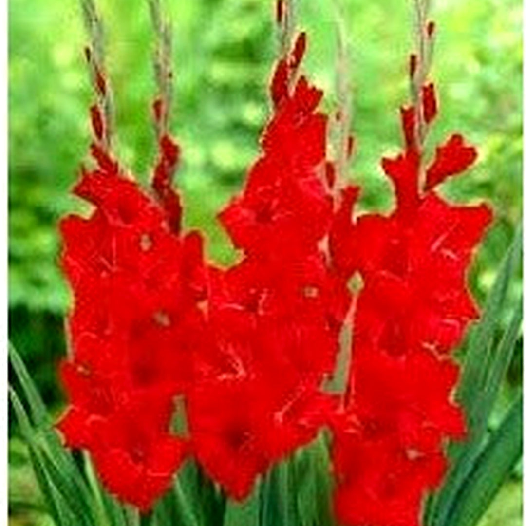 Red Gladiolus Flower Seeds for Planting [neera-v5-f712c2574e56b965498e]