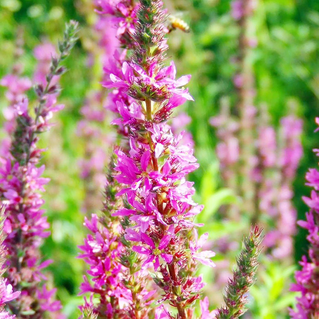 Purple Loosestrife Flower Lythrum Salicaria For Pollinator Friendly Wetland Gardens Flower Seeds [neera-v5-f716c9504a5ed84d6b57]