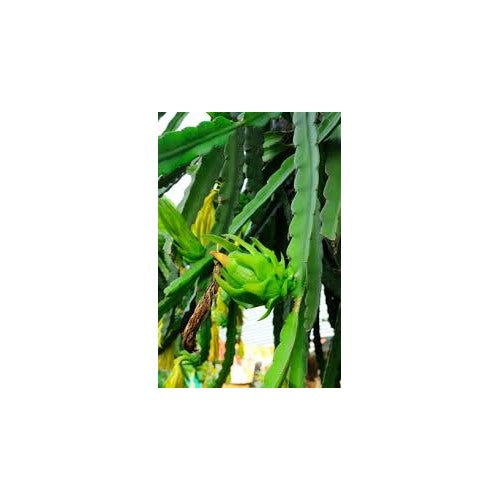 Fresh Passion Fruit Seeds for Planting [neera-v5-f71e394f0ff5f6df5393]