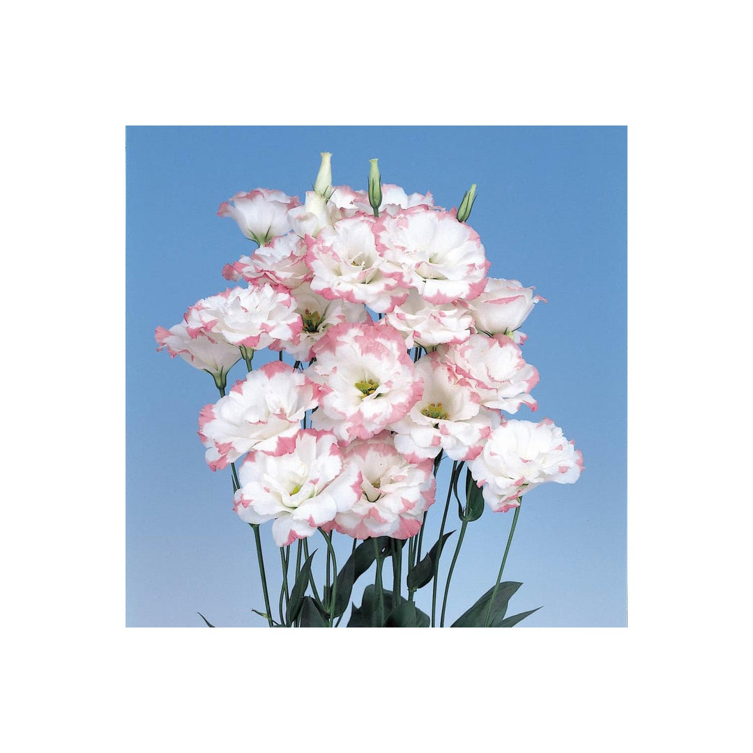 Pink Lisianthus Eustoma Griflorum Picotee Flower For Planting Suitable For Elegant Garden [neera-v5-f7258bf09b2fe28edfc6]
