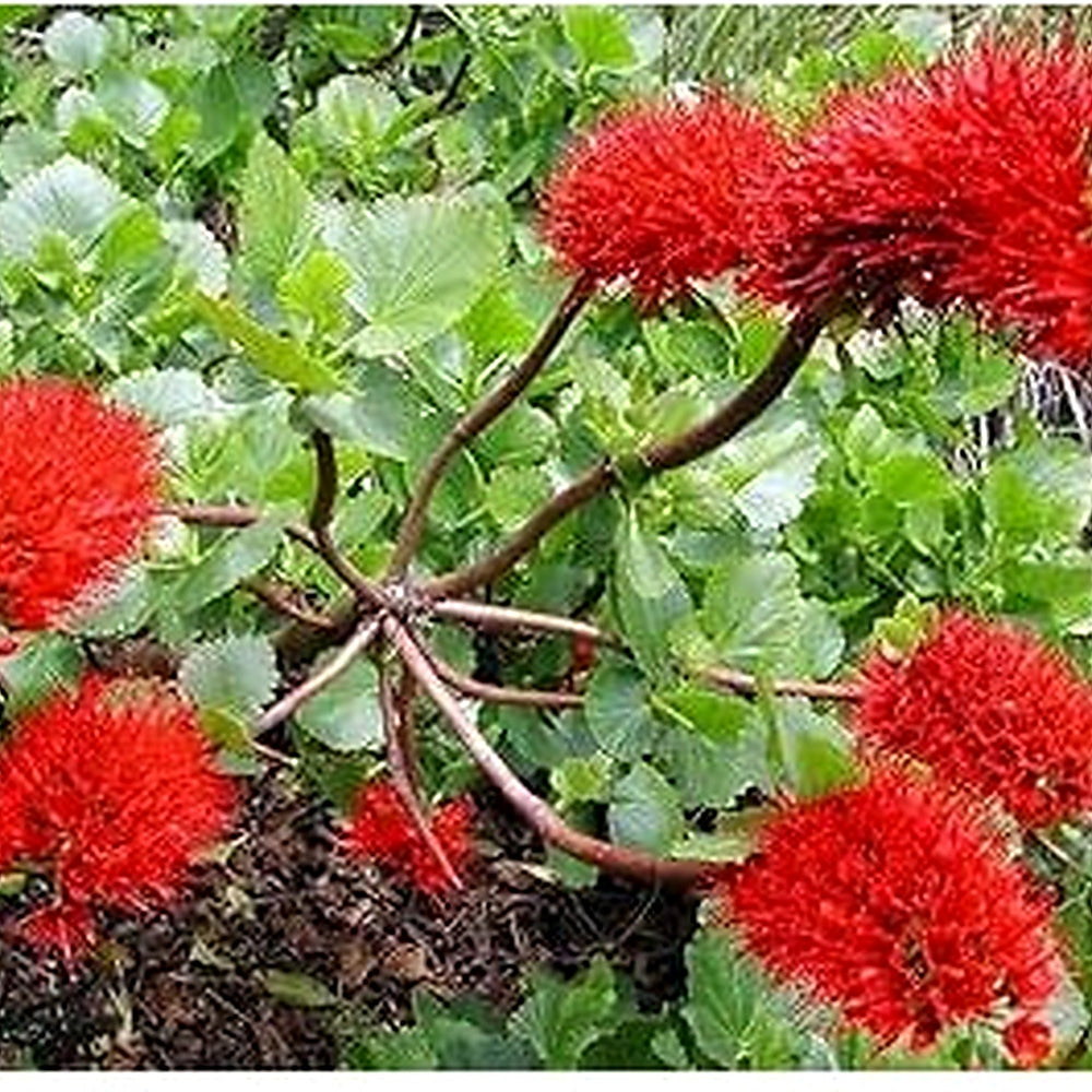 ]Greyia Sutherlandii Flower Seeds [neera-v5-f72dfe5384c98c26a3db]