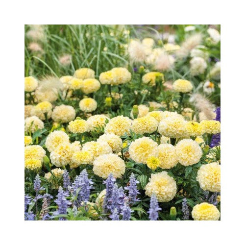 African Marigold Moonlight Double Blooms Beneficial Bees Non Gmo Heirloom Easy To Grow Annual [neera-v5-f738948bc852a5872140]