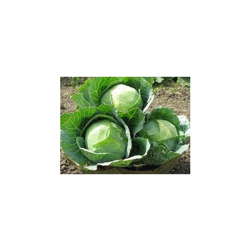 Hybrid Cabbage Seeds for Planting [neera-v5-f73a505474d4ead1a387]