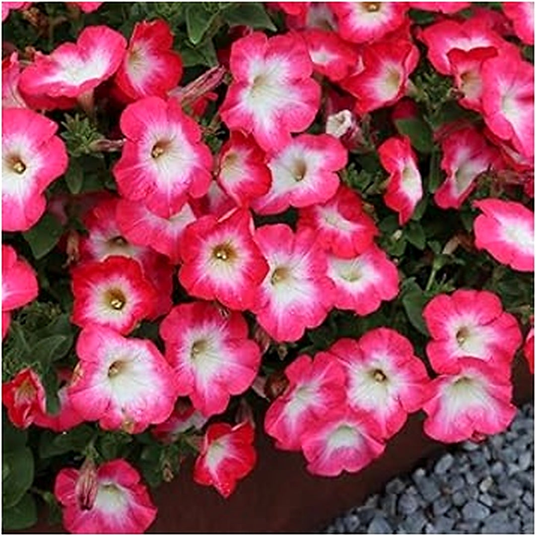 Rose Pink Petunia Hybrida Hanging Flower Seeds [neera-v5-f73b6d8bd23e54f49e6c]