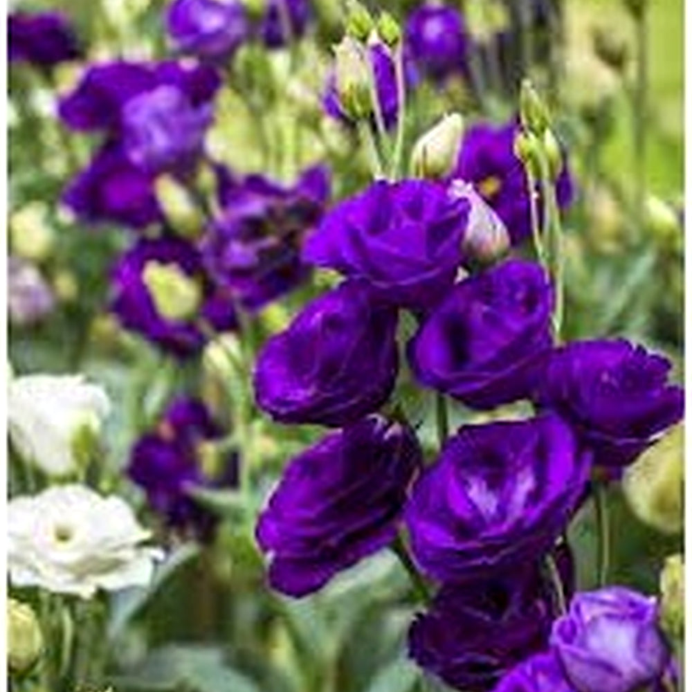 Blue Lisianthus Flower Seeds for Planting [neera-v5-f73cf471b581f5dbe649]