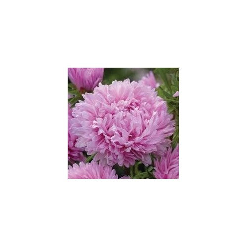 Light Purple China Aster Flower Seeds for Planting [neera-v5-f742c57cc9b0789ecd14]