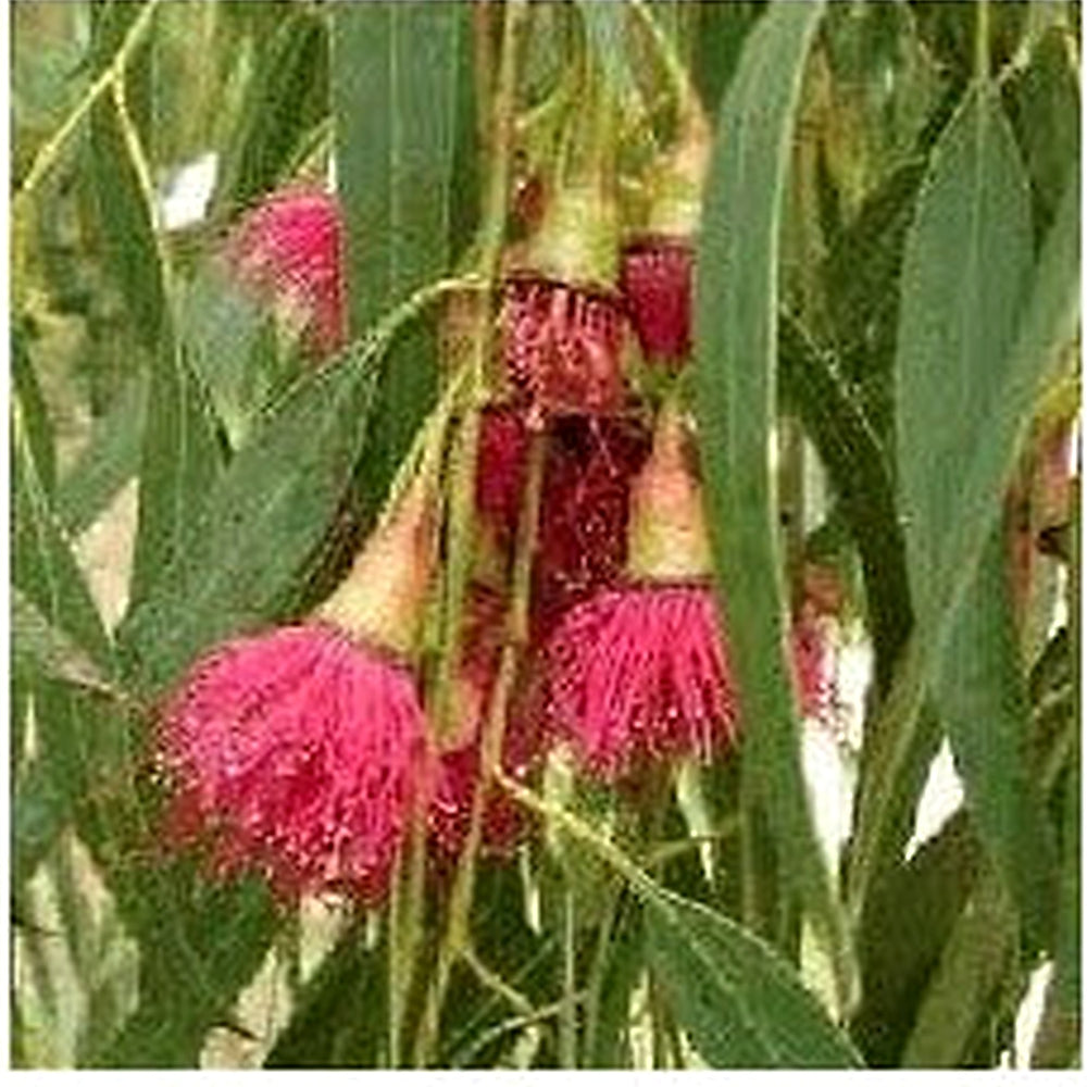 Eucalyptus Flower Seeds for Planting [neera-v5-f74cdf79c41a301877db]