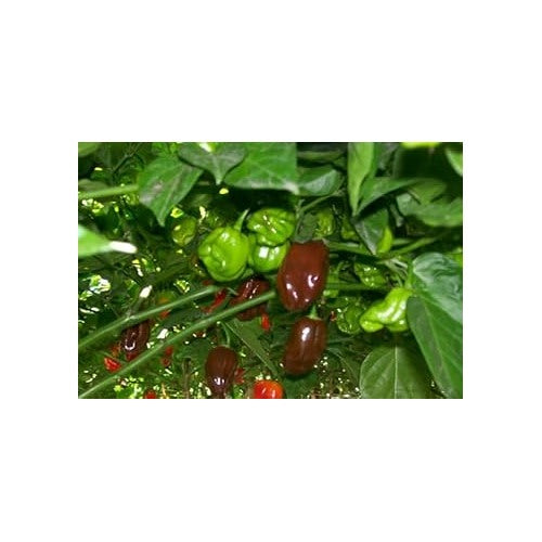 Habanero Pepper Seeds for Planting | Heirloom, Non-GMO, High Germination Organic Garden Seeds [neera-v5-f762f5c59da5f24fceda]
