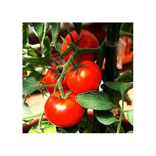 Red Tomato Seeds for Planting [neera-v5-f7641070377c3156d488]