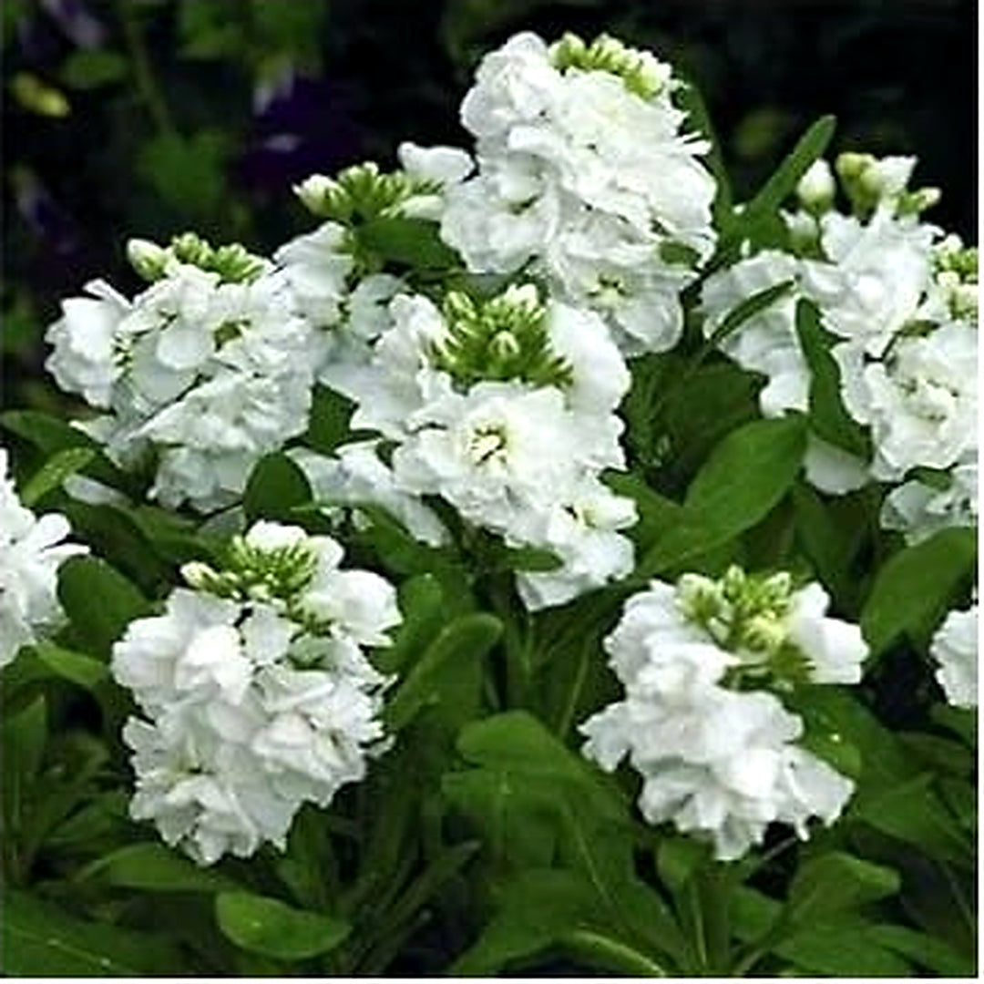 Organic White Scented Stock Flower Seeds for Planting [neera-v5-f7656b24d5aea21a0e1e]