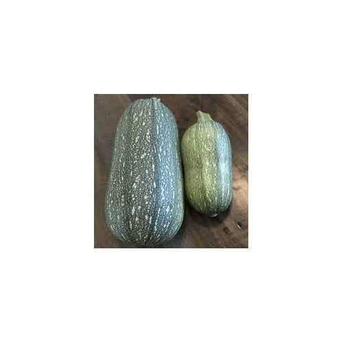 Heirloom Grey Zucchini Squash Vegetable Seeds for Planting [neera-v5-f76bd554804bad152015]
