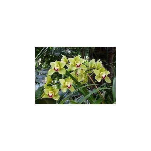Light Green Orchid Flower Seeds [neera-v5-f774346d928b584c5a14]