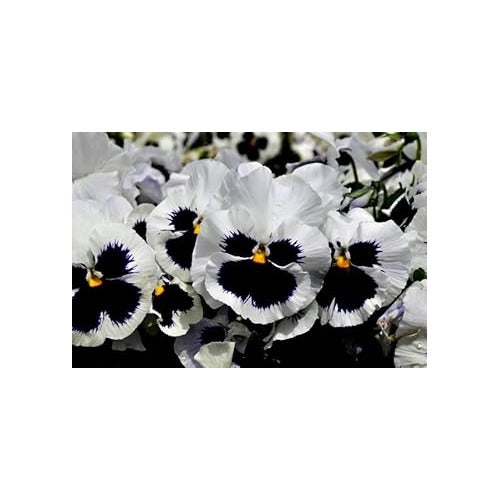 White Black Pansy Seeds for Planting | Heirloom, Non-GMO, Organic Flower Seeds [neera-v5-f784cfcb396cec7d4a69]
