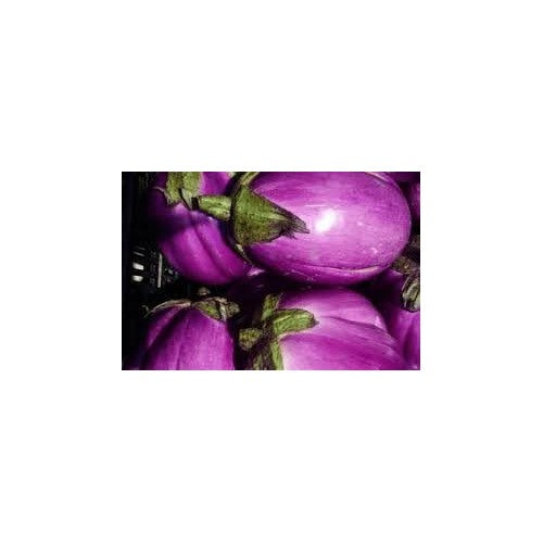 Eggplant Aubergine Seeds for Planting [neera-v5-f786fd4c927f851288cf]
