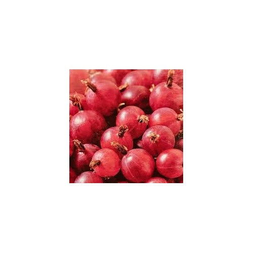 Poorman Red Gooseberry Tree Seeds for Planting [neera-v5-f78e0a068b777006cb68]
