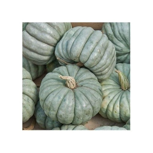 Blue Jarrahdale Pumpkin Seeds for Planting [neera-v5-f79c30880c50e1aec219]