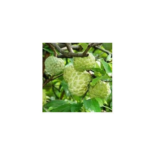 Exotic Annona Squamosa (Sugar Apple) Seeds [neera-v5-f7a26528596d5624f812]