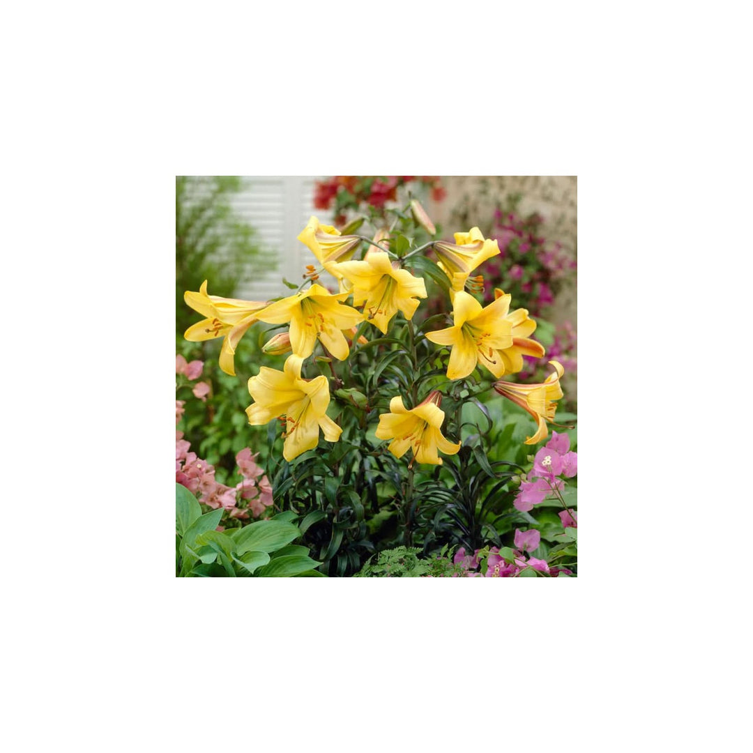 Heirloom Hippeastrum Flower For Planting Flower Seeds for Home Garden Planting, Fragrant Organic [neera-v5-f7b0759eda2fcf53d295]