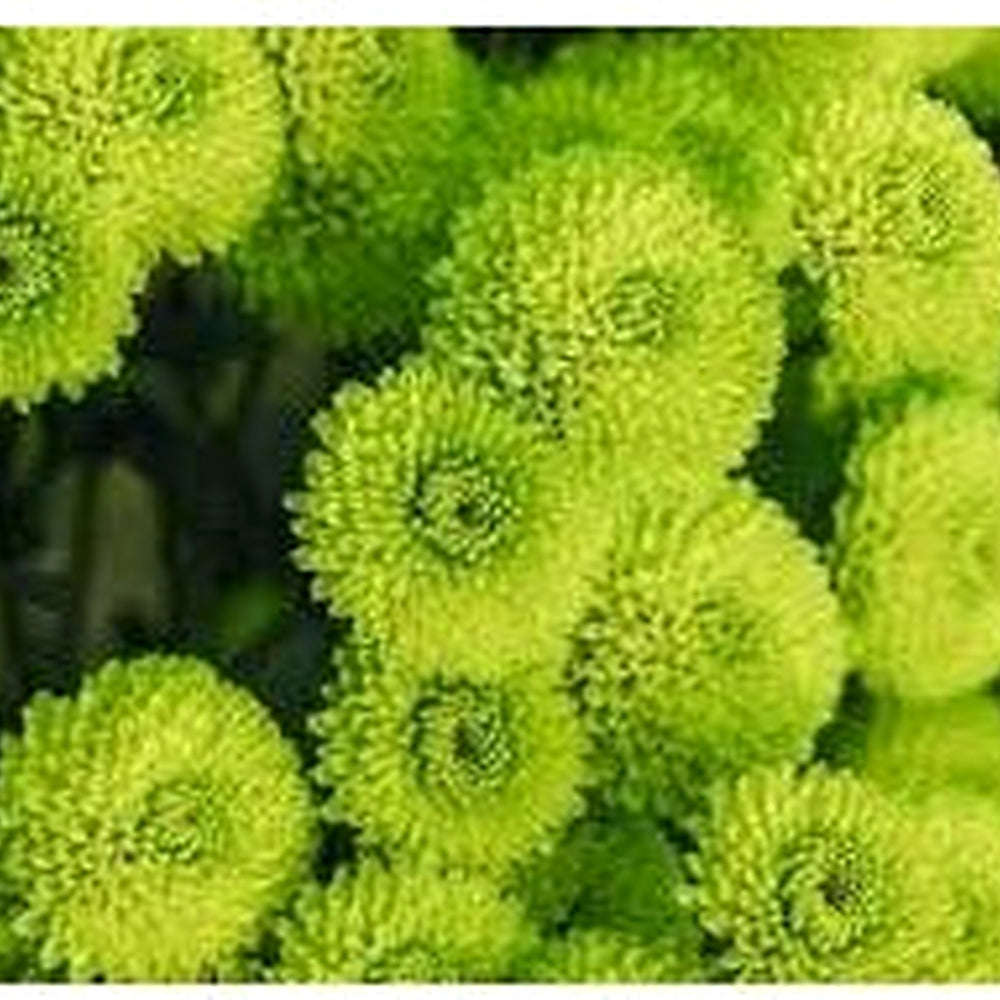 Heirloom Non-GMO Chrysanthemum Plant Seeds for Planting [neera-v5-f7cc0274927a37363741]