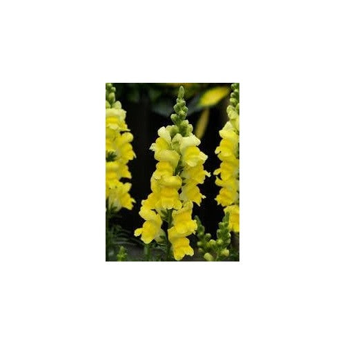 Snapdragon Golden Flower Seeds for Garden Planting [neera-v5-f7cec0965b6770302b68]