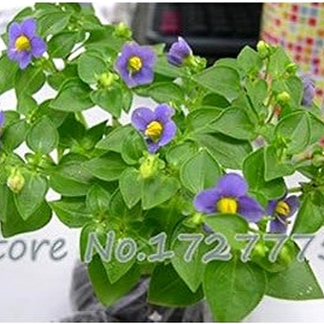 Pink Doritaenopsis Flower Seeds for Planting [neera-v5-f7cfd17daf2defac79ca]