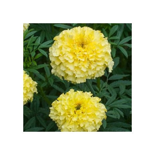 Light Yellow Marigold Flower Seeds for Planting [neera-v5-f7d476f6d182628c4203]