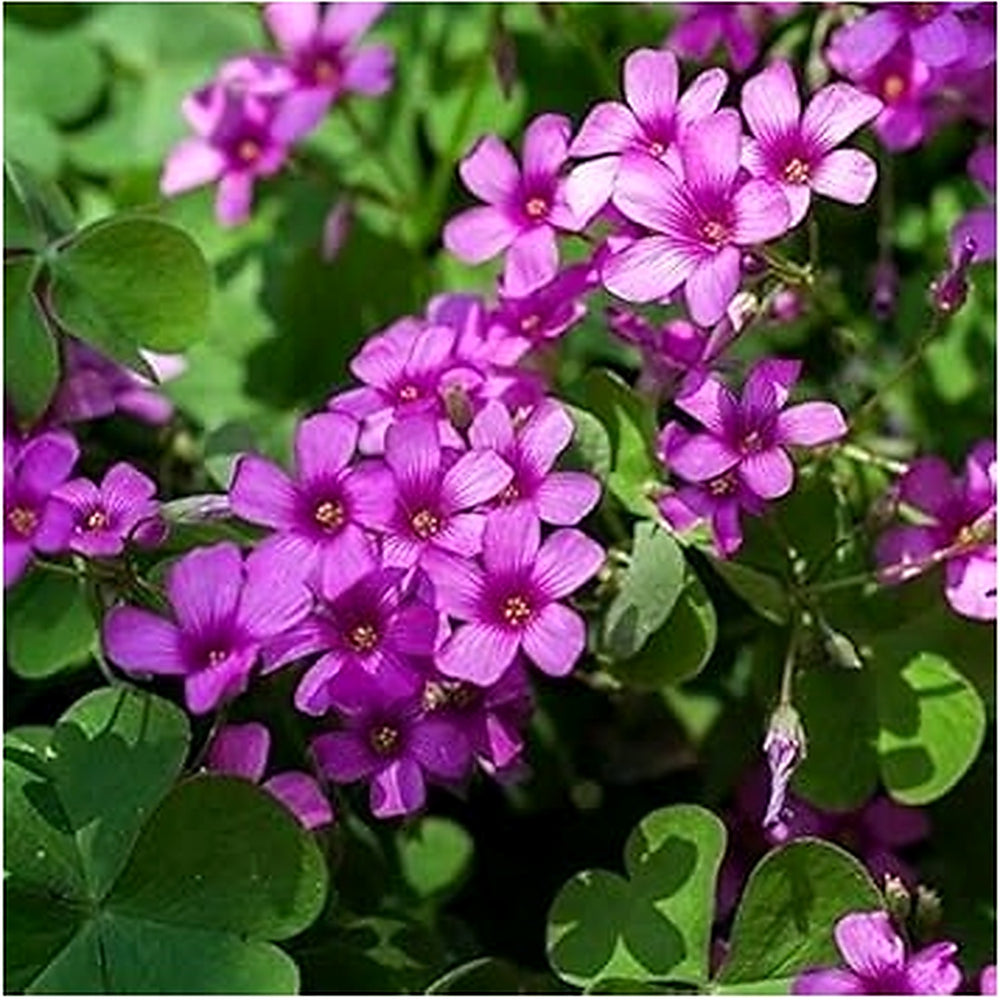 Heirloom Oxalis Flower Seeds for Planting [neera-v5-f7dcd8ccfb57ebdece3e]