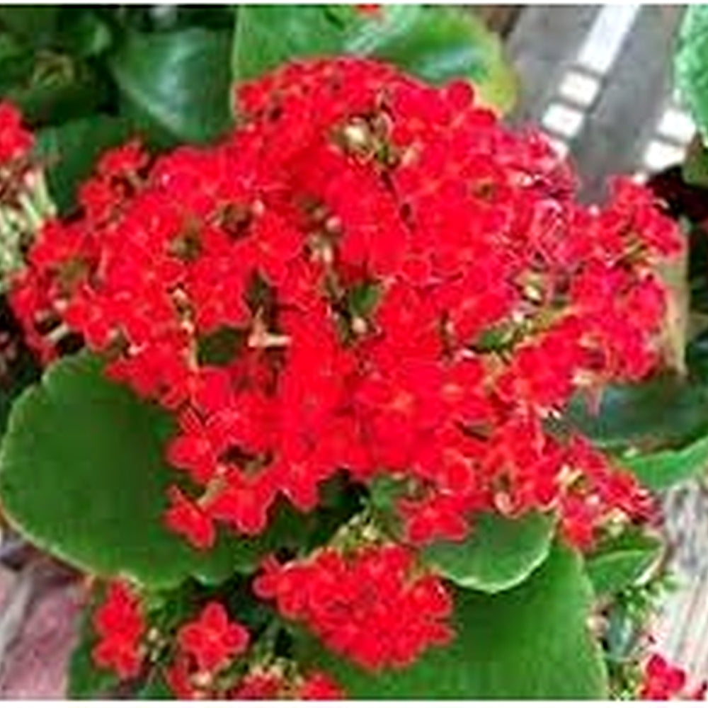 Organic Red Kalanchoe Humilis Plant Seeds for Planting [neera-v5-f7dd3abab794a68d9e42]