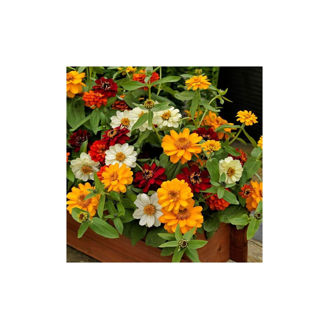 White Zinnia Profusion Zinnia Elegans Annual Flower For Summer Bloom Garden And Ornamental Pots [neera-v5-f7e9765d38f9d1d256c2]