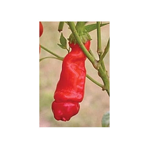 Red Chili Willy (Peter Pepper) Vegetable Seeds for Planting [neera-v5-f7f57f439fbe9ba93854]