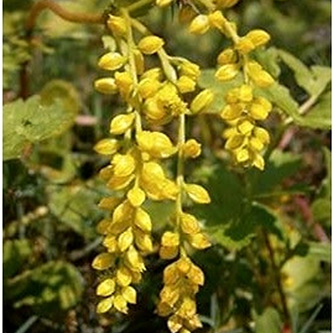 Yellow Chiastophyllum Flower Seeds for Planting [neera-v5-f7f9833a3036a233a9d3]