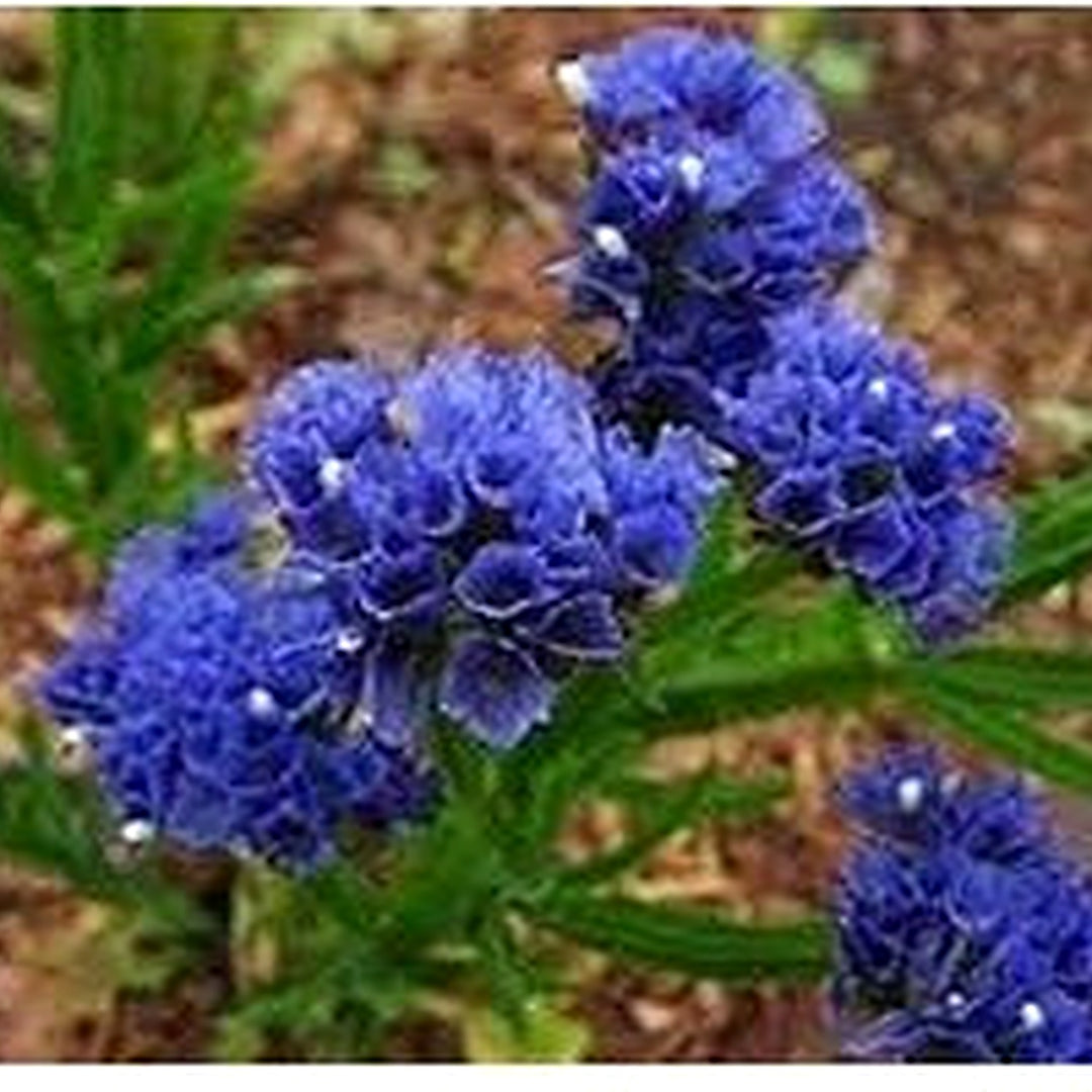 Statice Pale Blue Flower Seeds for Planting [neera-v5-f7fb57929e477e8ec3cc]